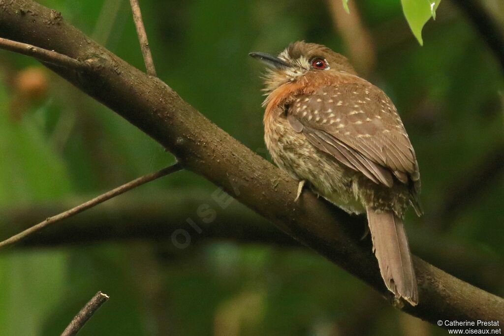 Moustached Puffbird