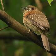 Moustached Puffbird