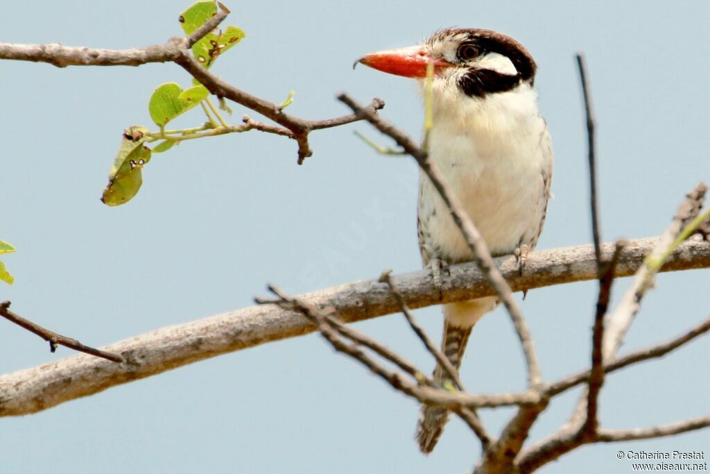 White-eared Puffbird