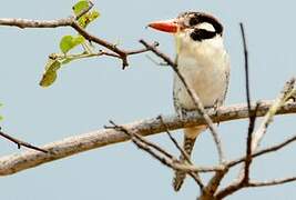 White-eared Puffbird