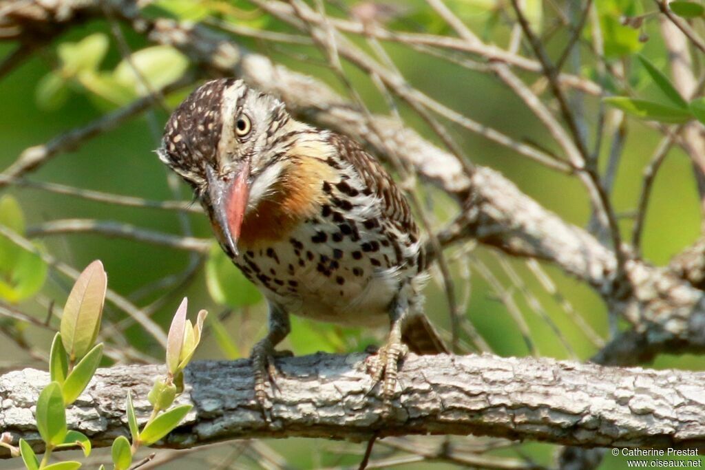 Caatinga Puffbird