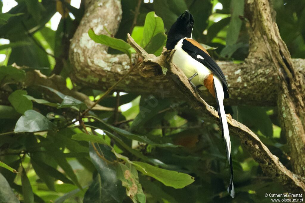 White-bellied Treepie