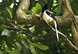 White-bellied Treepie