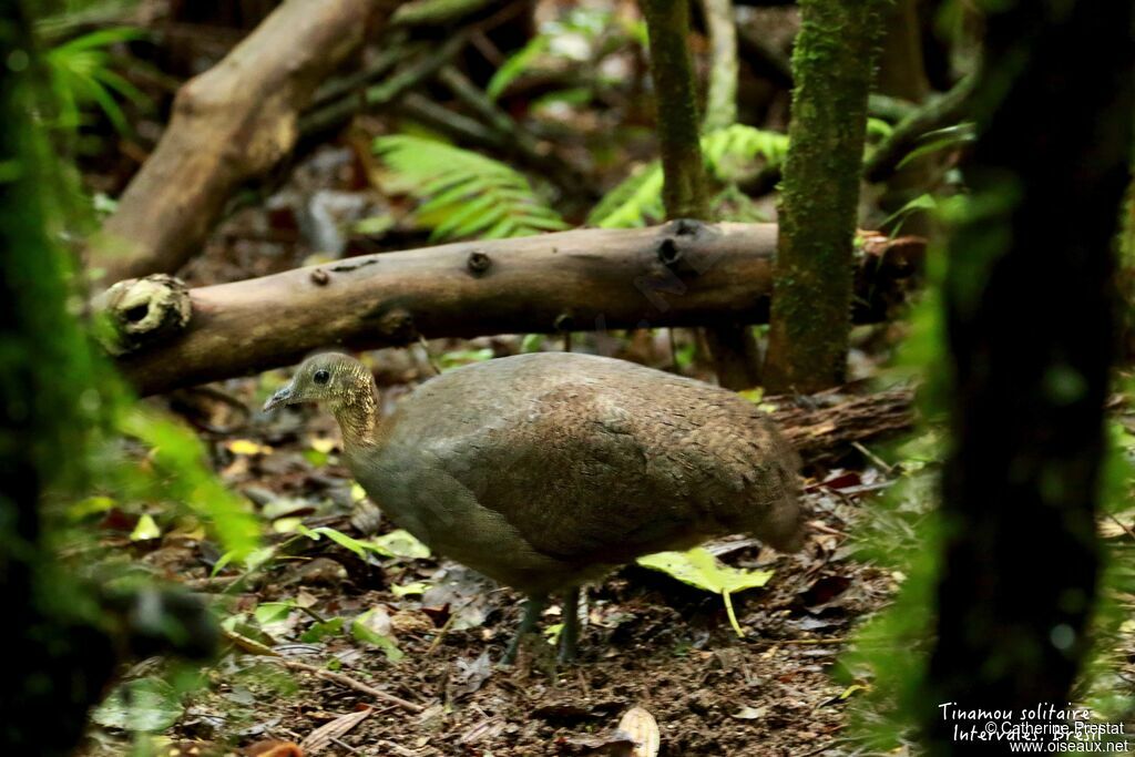 Tinamou solitaire