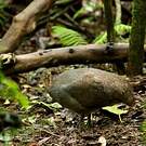 Tinamou solitaire