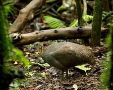 Solitary Tinamou