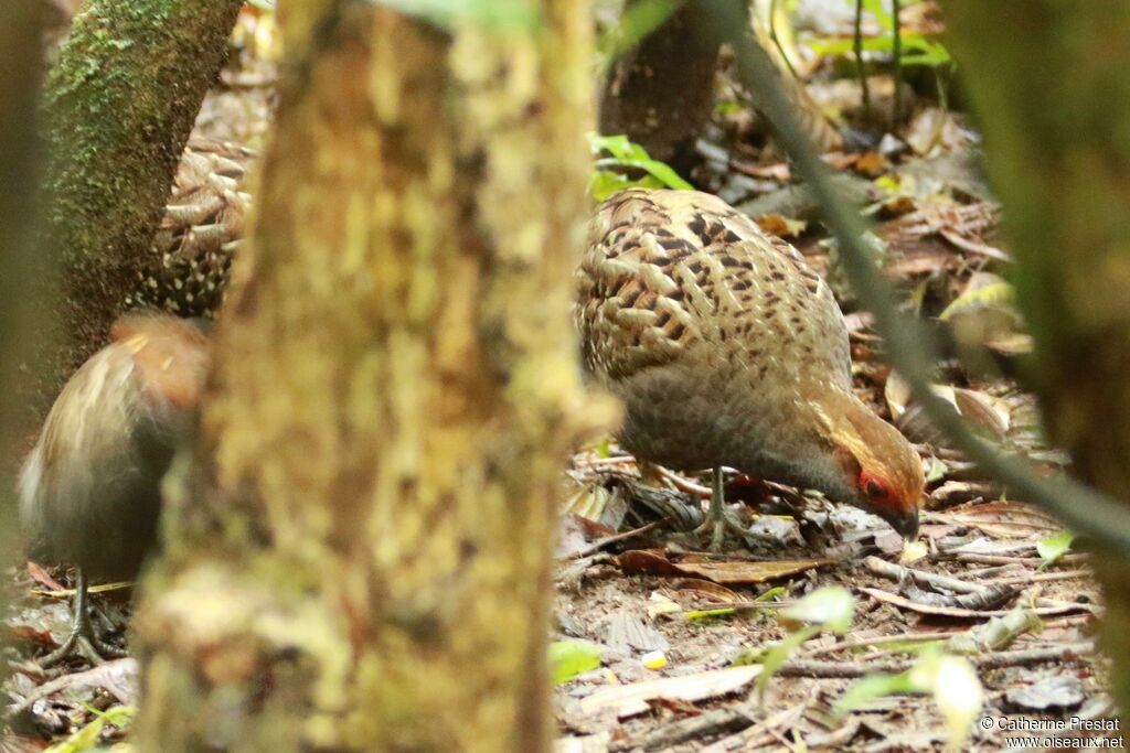 Spot-winged Wood Quail