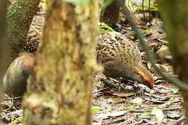 Spot-winged Wood Quail