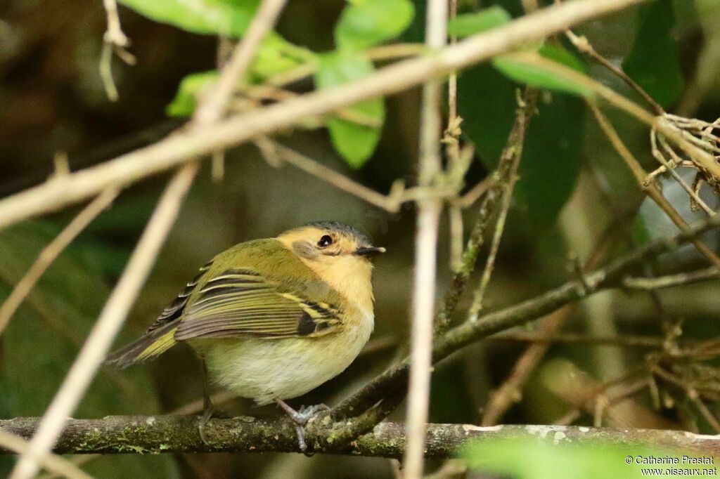 Ochre-faced Tody-Flycatcher