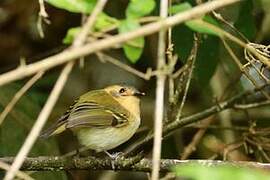 Ochre-faced Tody-Flycatcher