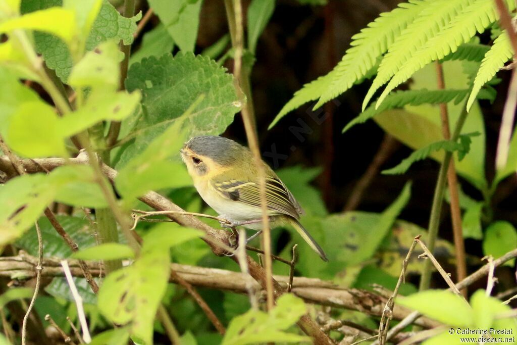 Ochre-faced Tody-Flycatcher