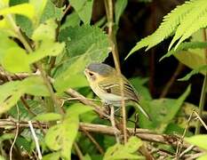 Ochre-faced Tody-Flycatcher