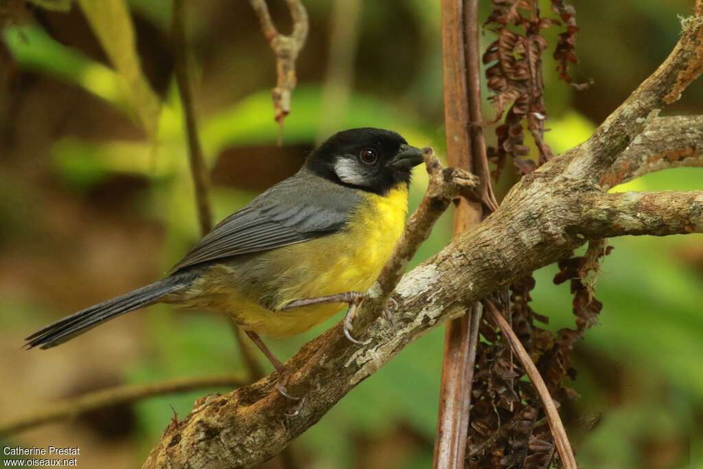 Santa Marta Brushfinchadult, identification