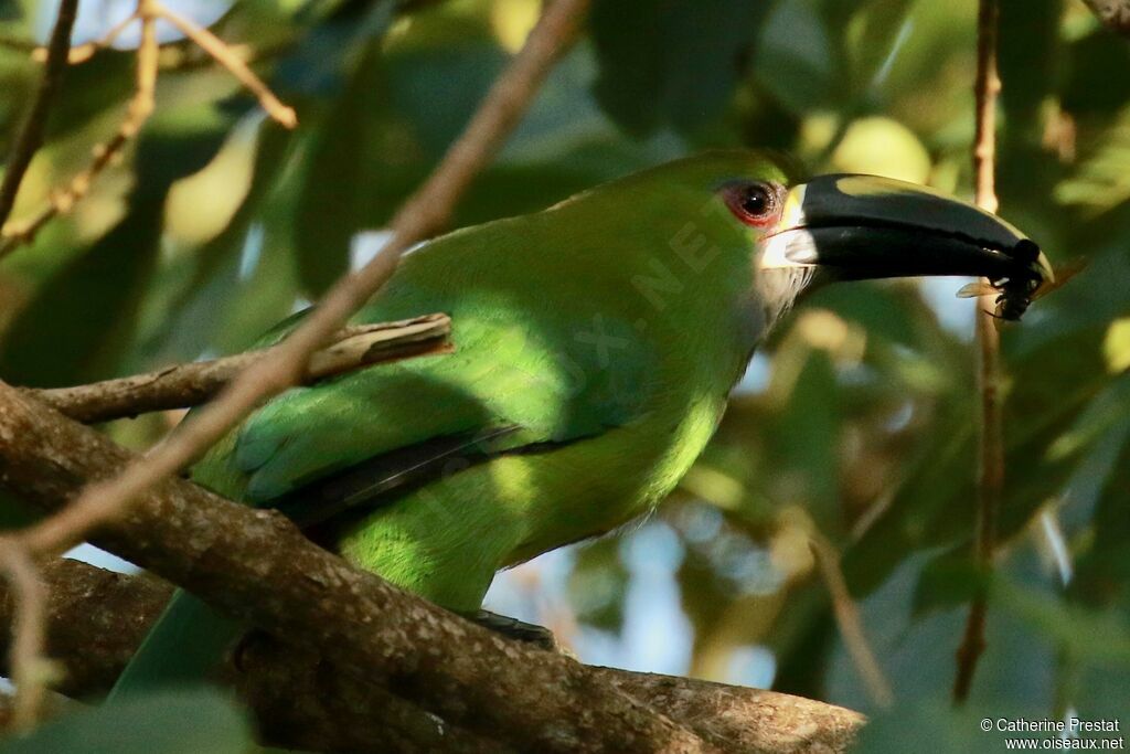 Toucanet à gorge blanche