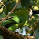 Toucanet à gorge blanche