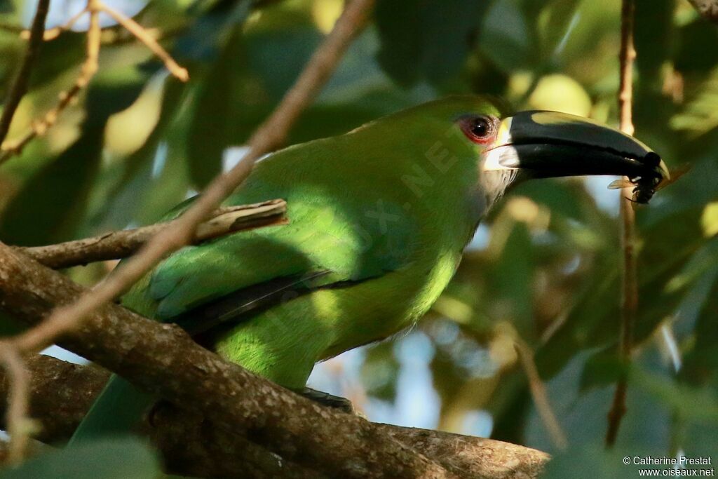 White-throated Toucanet