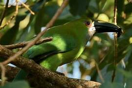 White-throated Toucanet