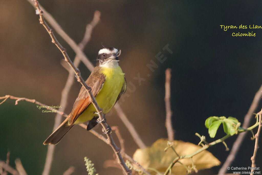 White-bearded Flycatcher