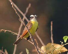 White-bearded Flycatcher