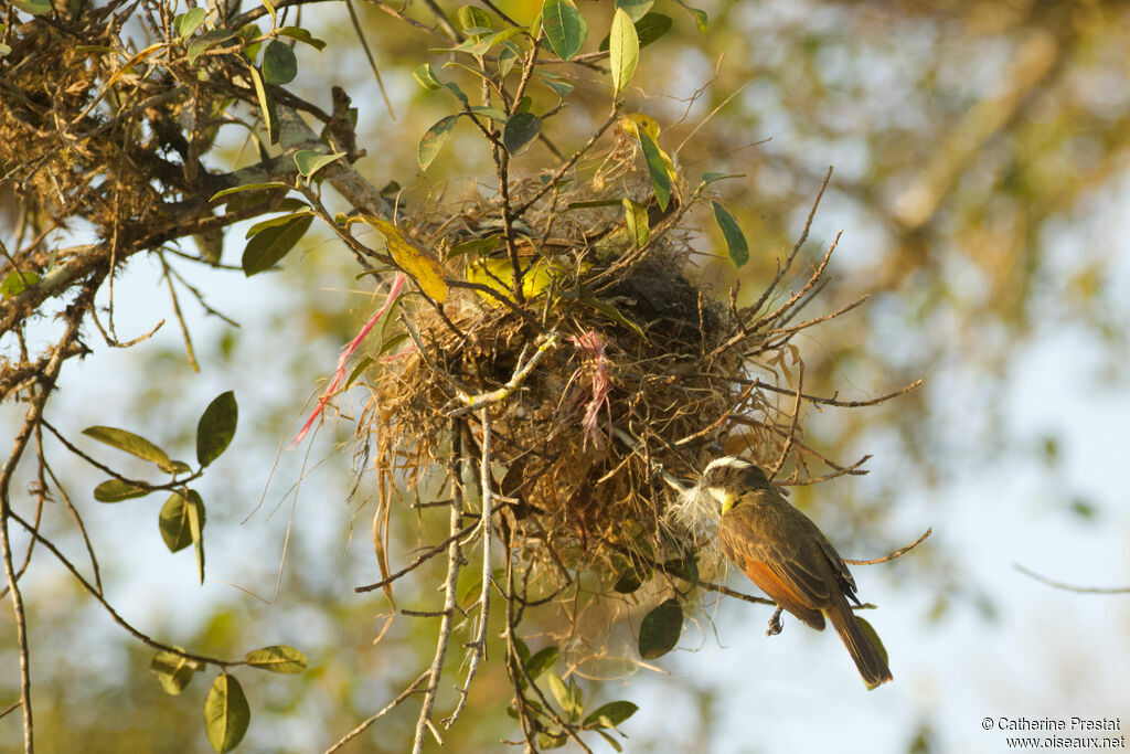 White-bearded Flycatcher