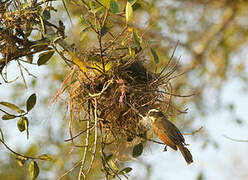 White-bearded Flycatcher