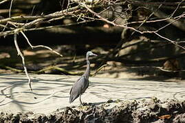 Pacific Reef Heron