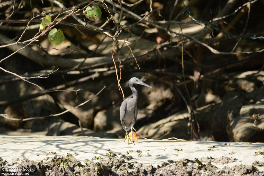 Pacific Reef Heron