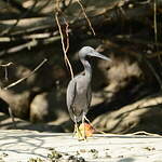 Aigrette sacrée