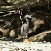 Pacific Reef Heron