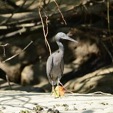 Aigrette sacrée