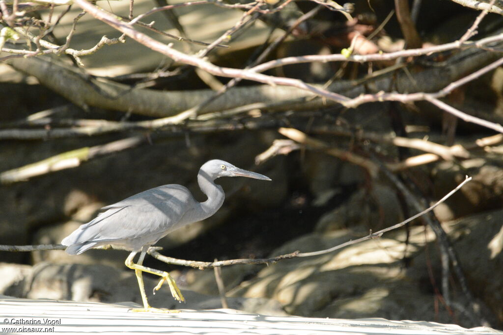 Pacific Reef Heron