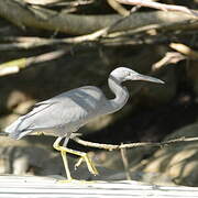 Aigrette sacrée