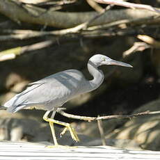 Aigrette sacrée