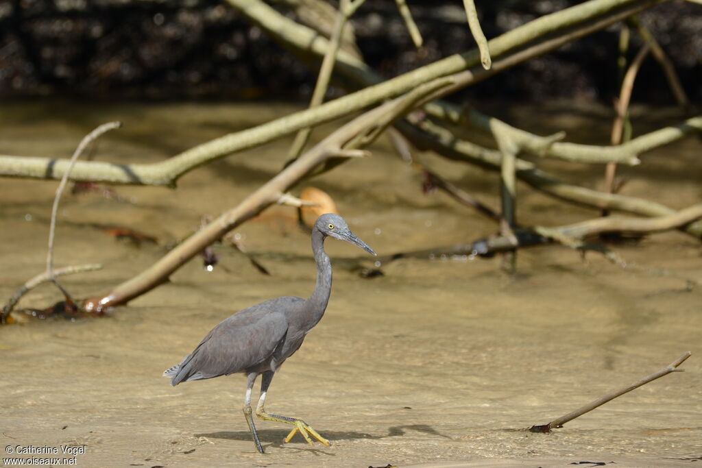 Aigrette sacrée