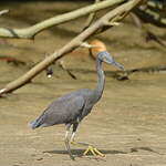 Aigrette sacrée