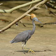 Pacific Reef Heron