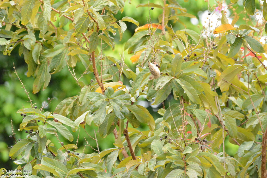 Bulbul aux yeux rouges