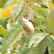 Bulbul aux yeux rouges