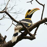 Great Hornbill