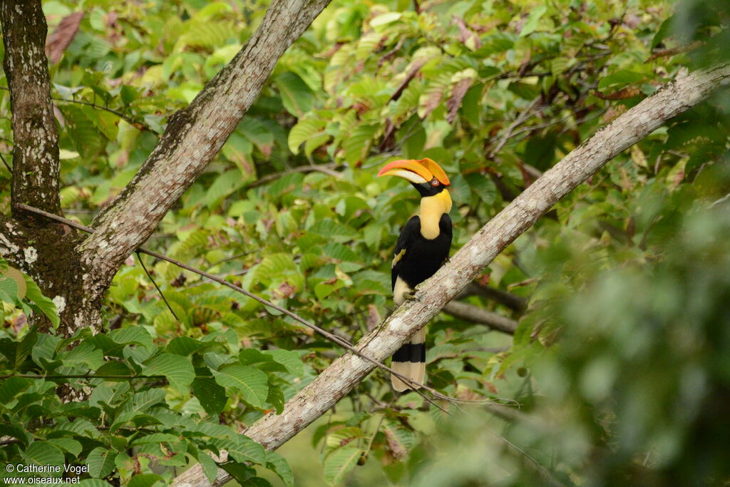 Great Hornbill female