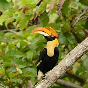 Great Hornbill