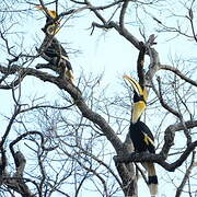 Great Hornbill