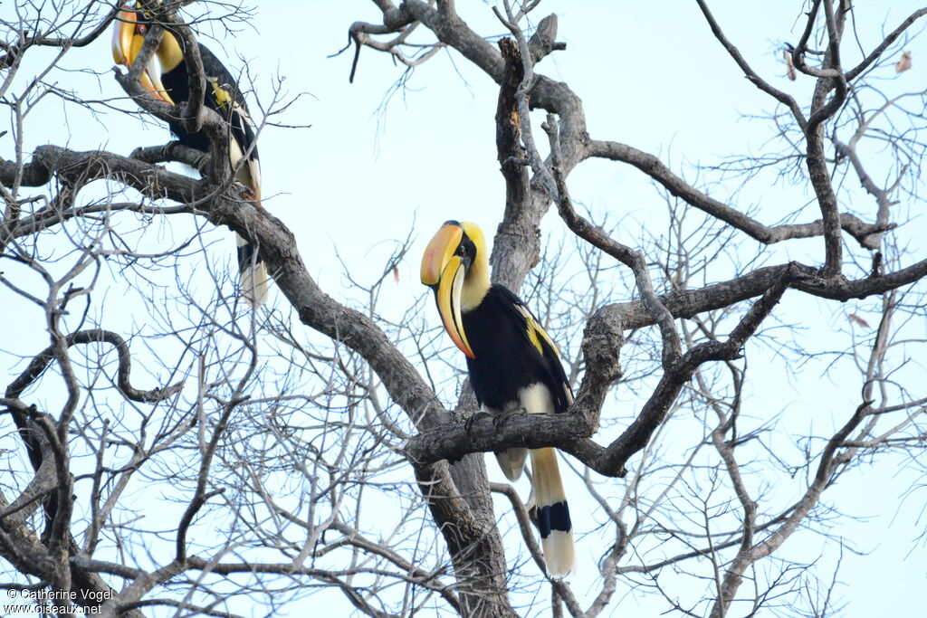 Great Hornbill