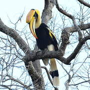 Great Hornbill