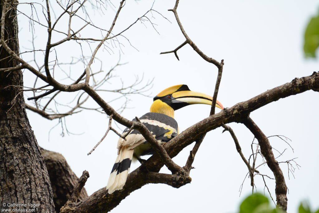 Great Hornbill male