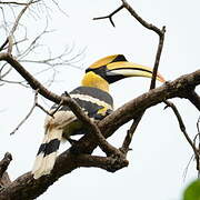 Great Hornbill