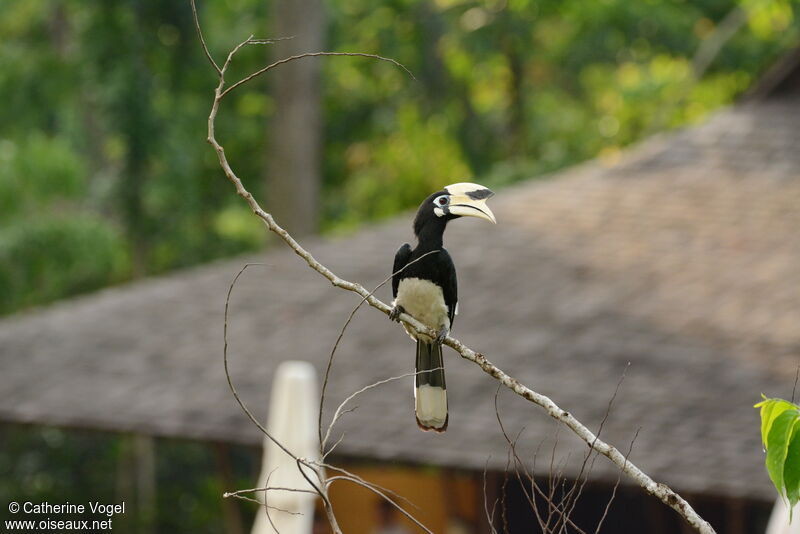 Oriental Pied Hornbill male