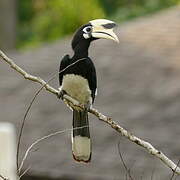 Oriental Pied Hornbill