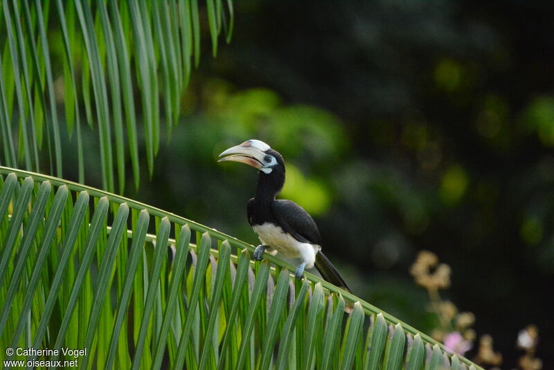 Oriental Pied Hornbill female