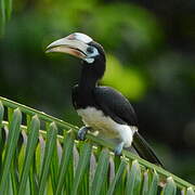 Oriental Pied Hornbill